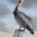 pelican_brown_can_v_0189_mex0199.jpg